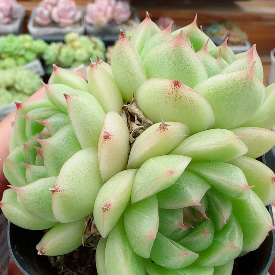 花语逸镜0922-315散
