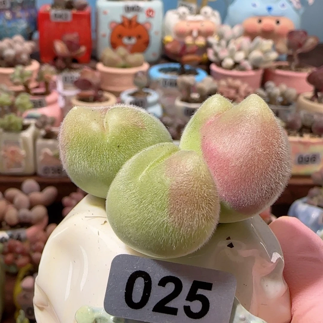 可爱胖毛翠 盆口3cm