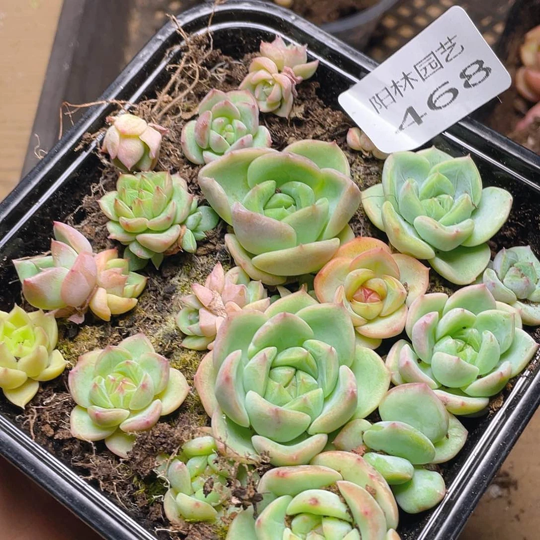 多肉植物多肉植物468