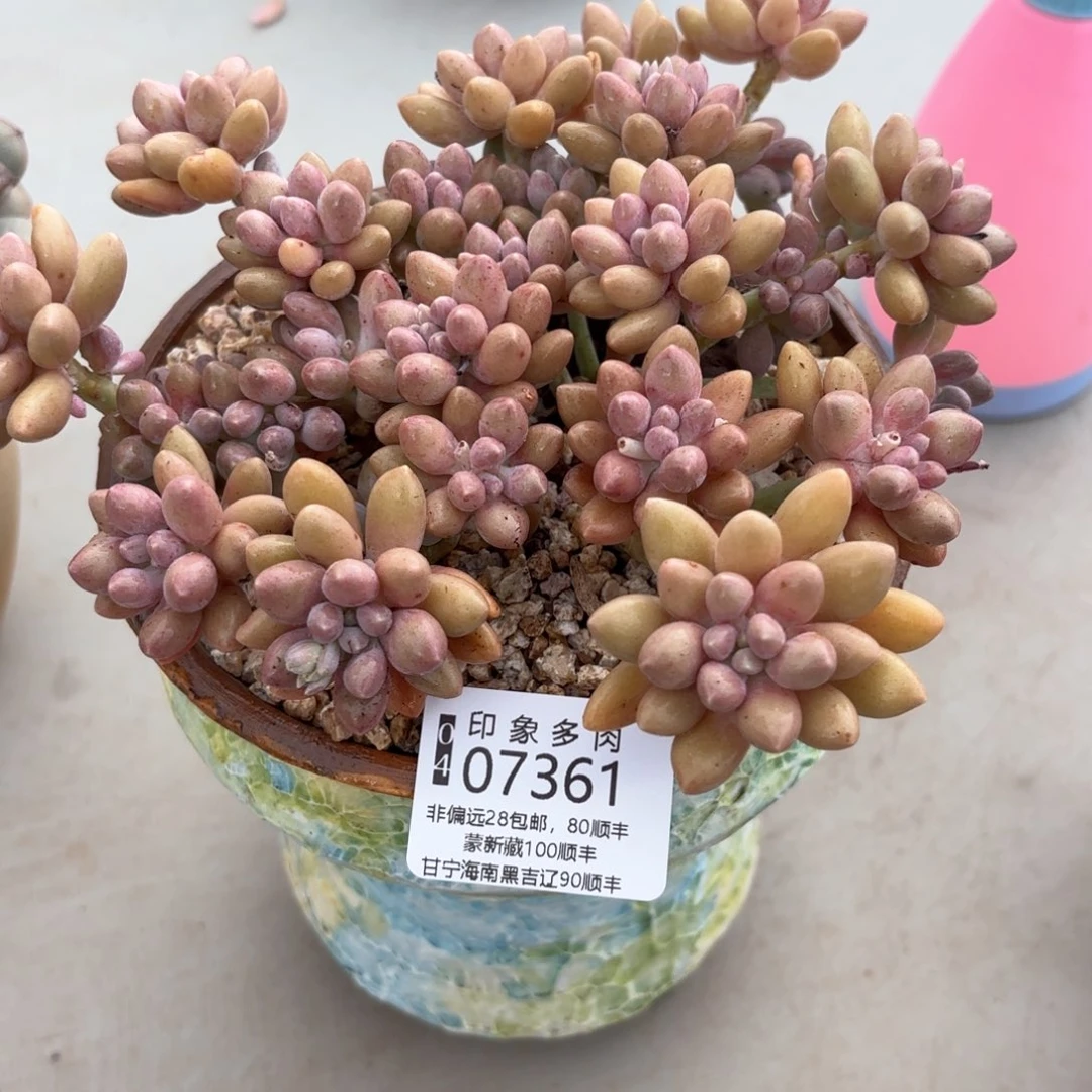 多肉植物073361gg