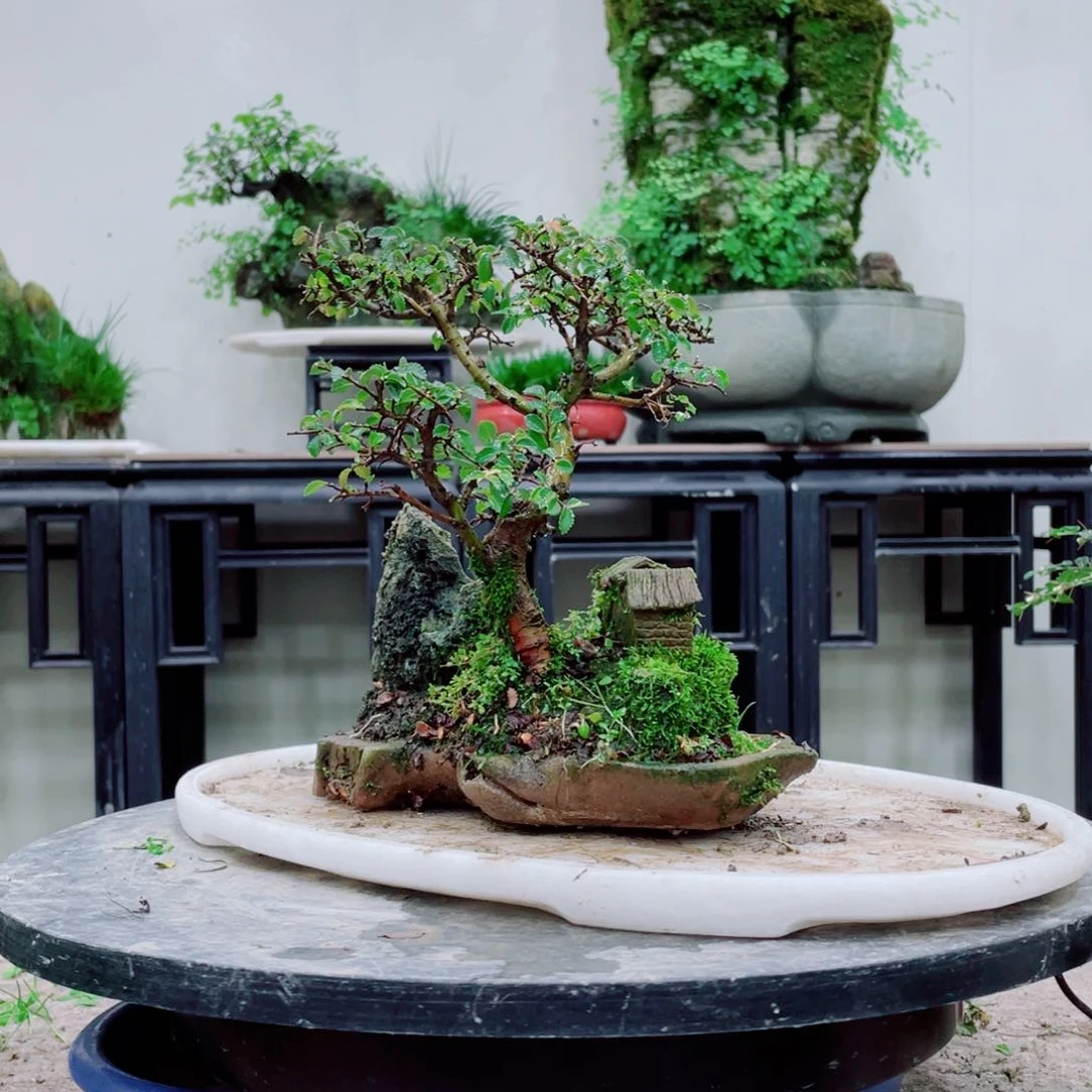 无铅玻璃福*睿铁线蕨的一个分支是指