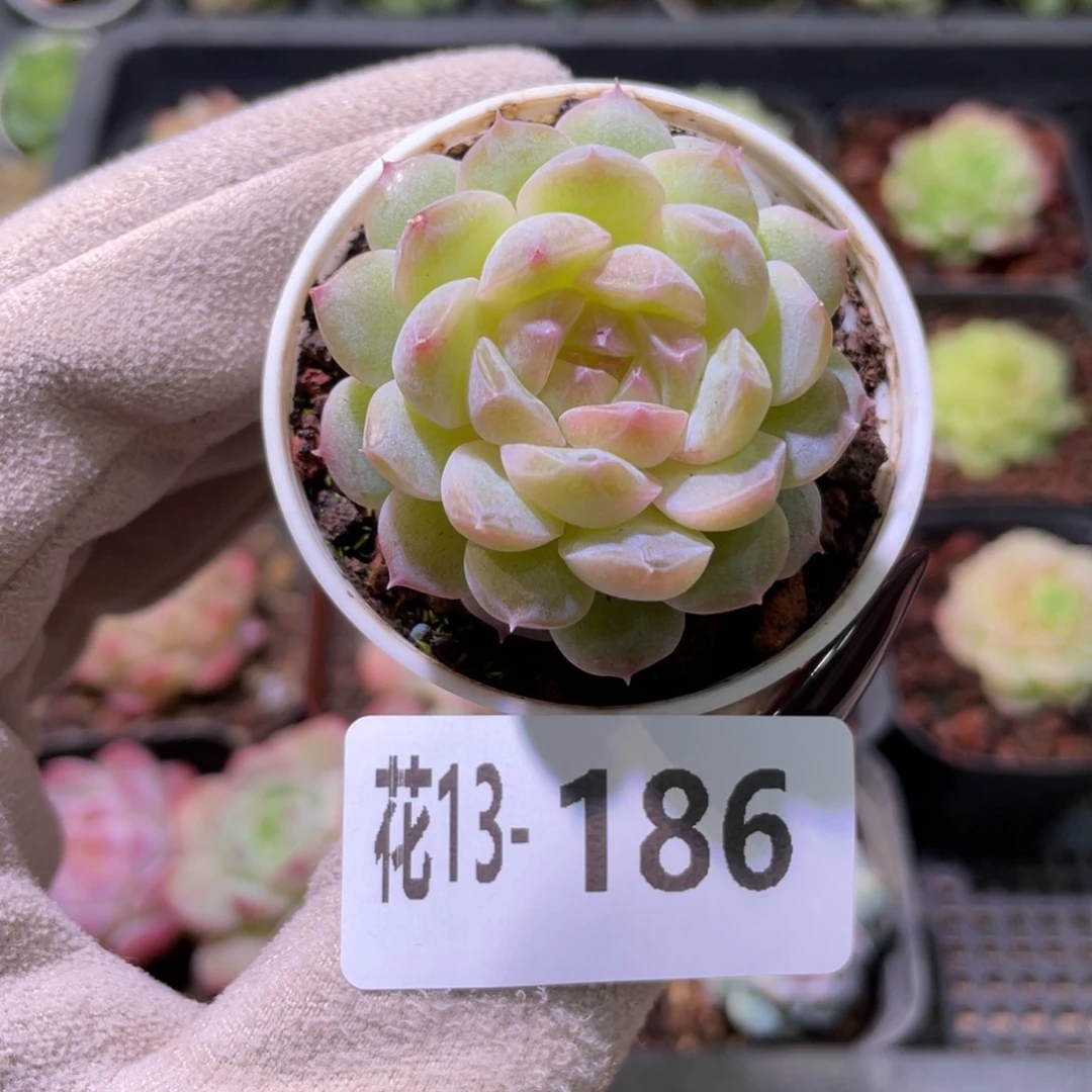 花利美13-186新品