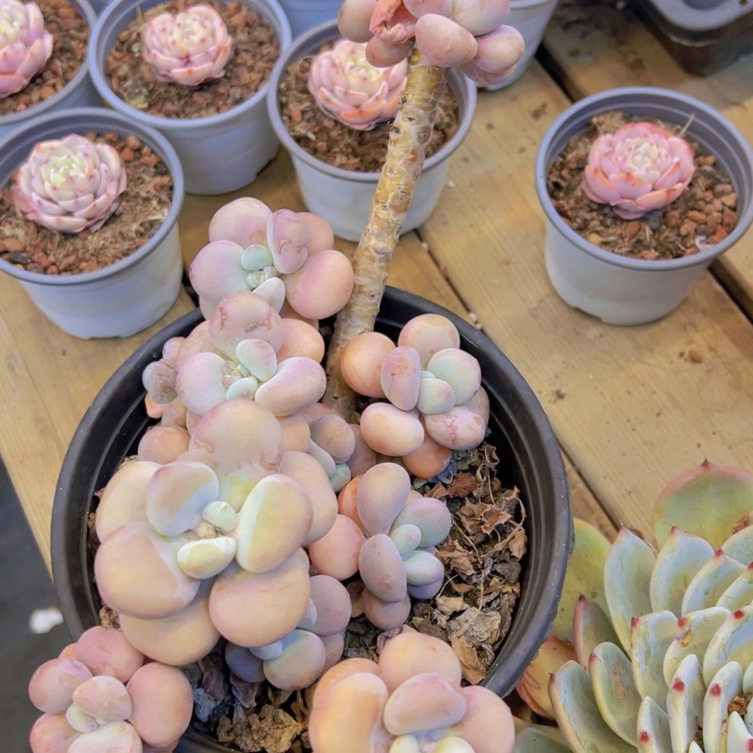 大红洛神脱盆土发货