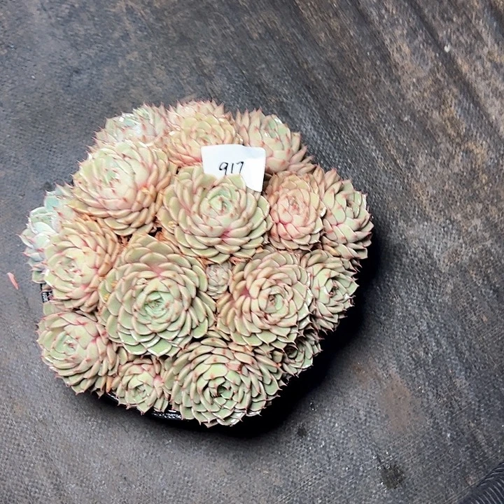 晨***肉917/////////////////