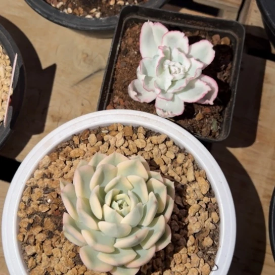 锦2棵 123夏鸣园艺