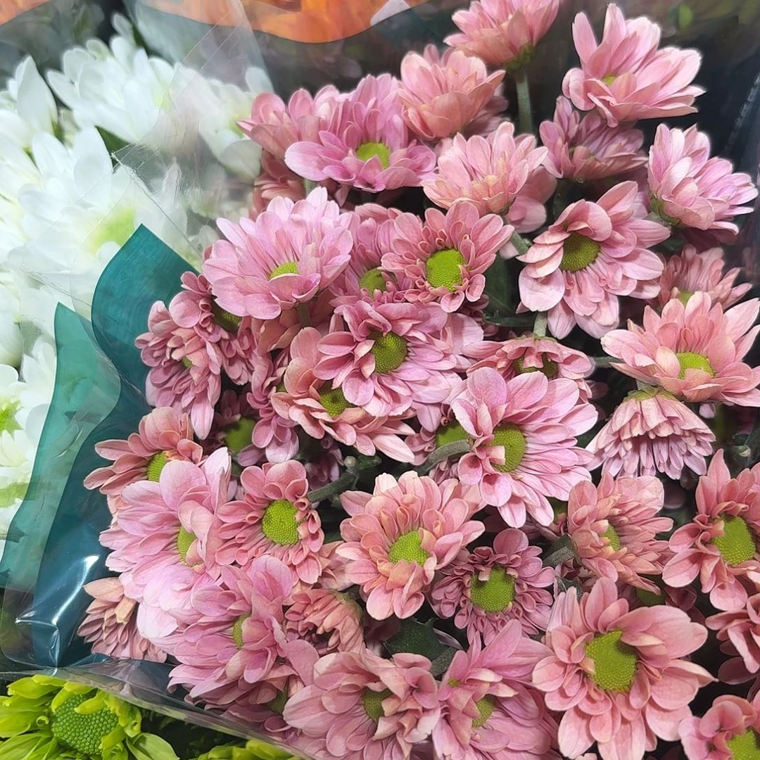 海南花努力 不知名小菊10支