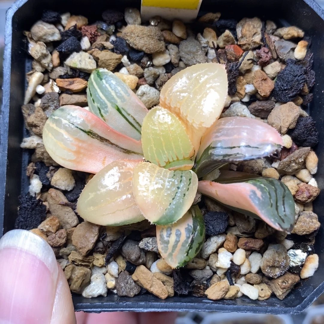 33亲脂姬锦一物一拍