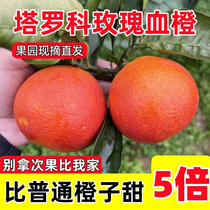 【果园现摘现发】正宗塔罗科玫瑰血橙重庆长寿湖新鲜水果橙子5斤