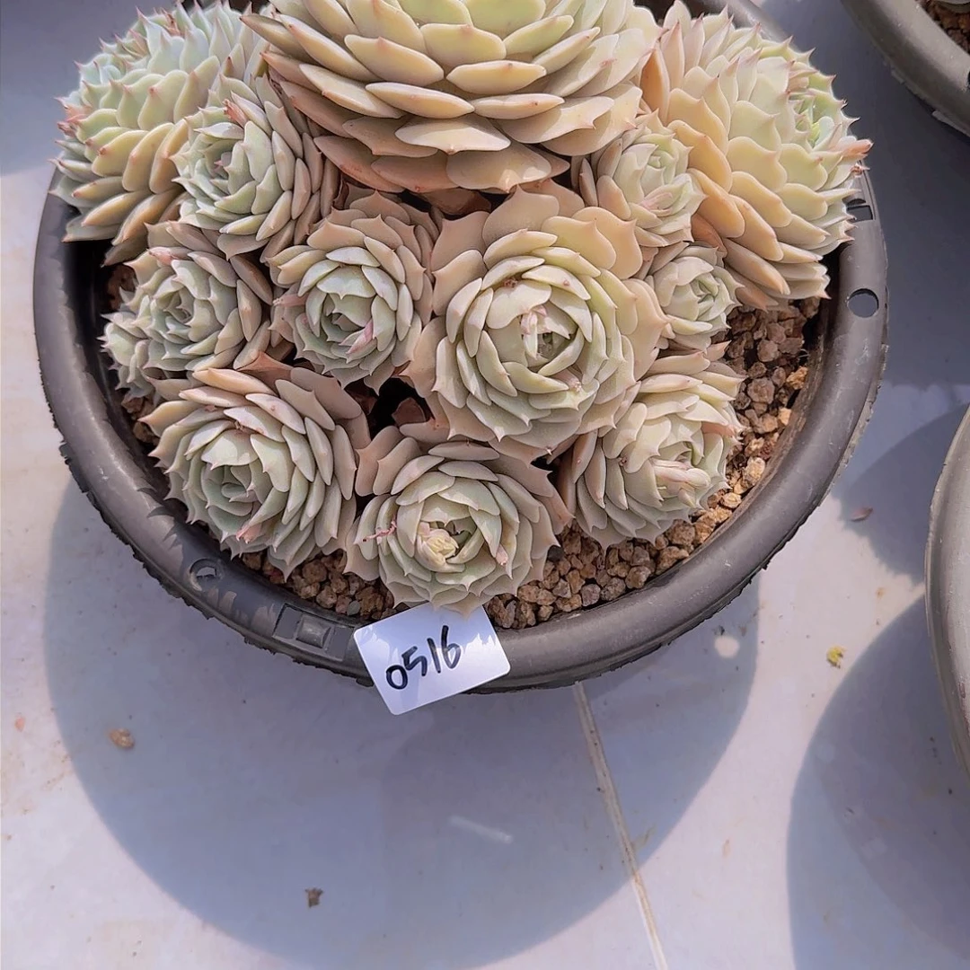 冰**雪0516露那林多肉