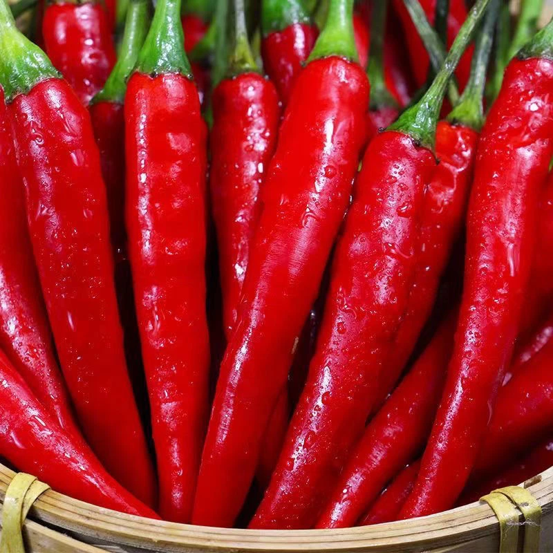 美人椒种子香辣美人椒种子干鲜辣椒两用四季春季阳台盆栽蔬菜种子