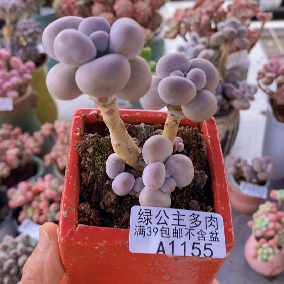 芭比奶洛5cm1155多肉植物