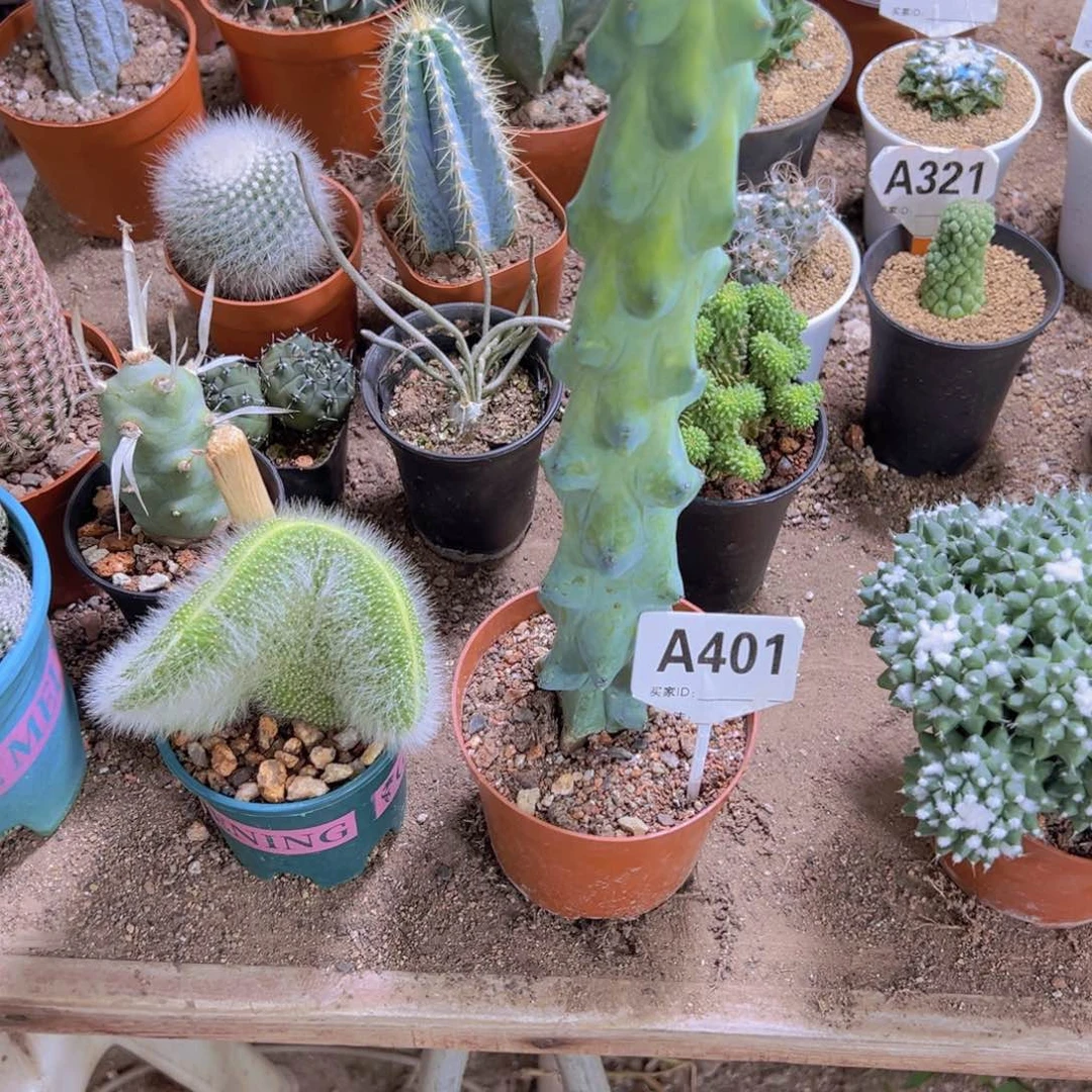 小***庄333333333333333333