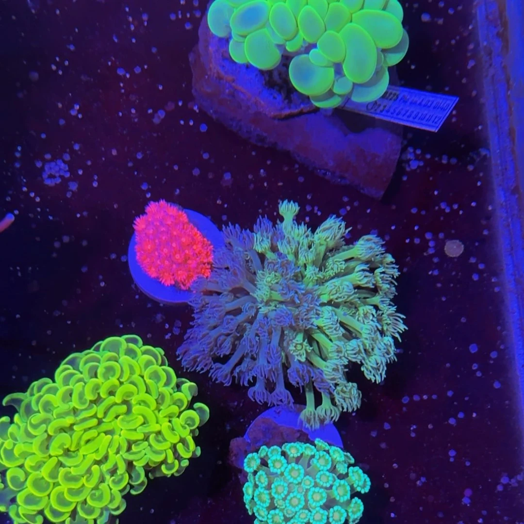 万鱼来朝海水观赏
