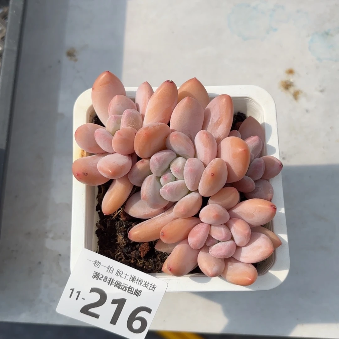 香水老桩整群多肉多肉