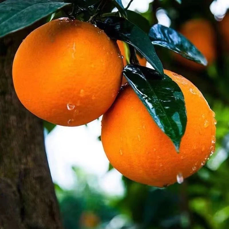 湖北秭归夏橙脐橙新鲜现摘当季水果维生素c水果3/5/9斤