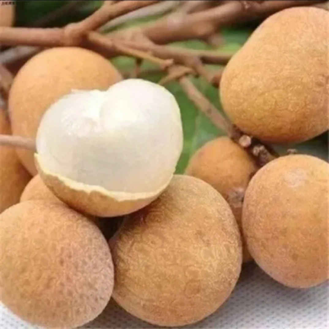 龙眼冬蜜果树苗新鲜，四季，储良，石陕，桂丰早，红皮龙眼桂圆