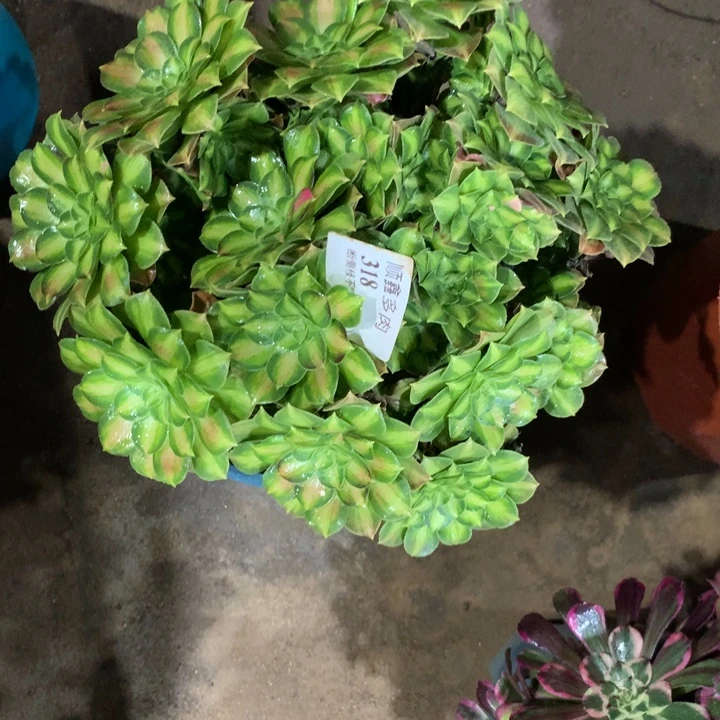 318韶华多肉植物特价