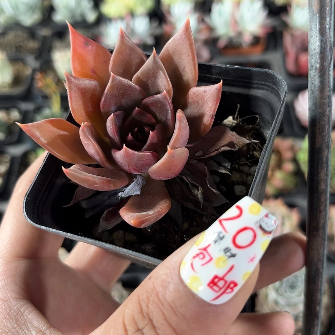 黑串串单头发货有根发货