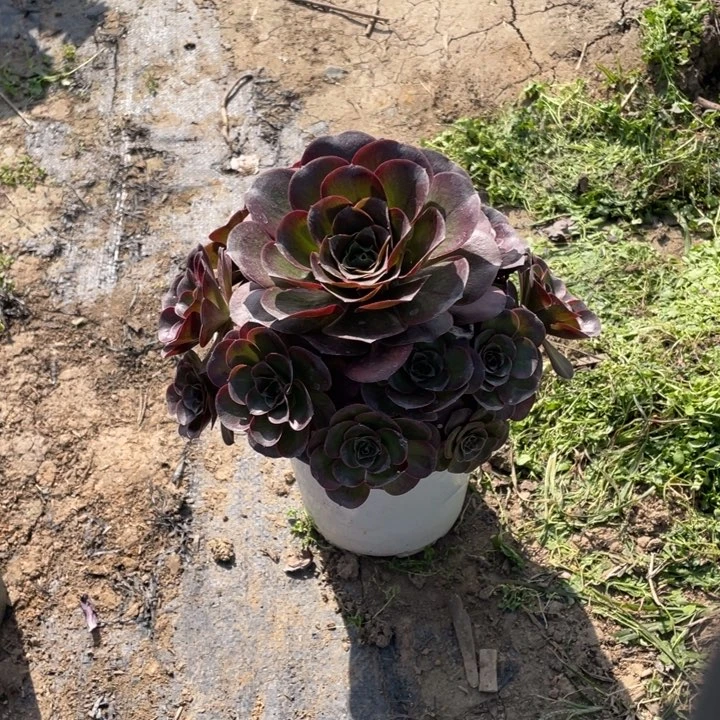 51魅金多肉多肉植物