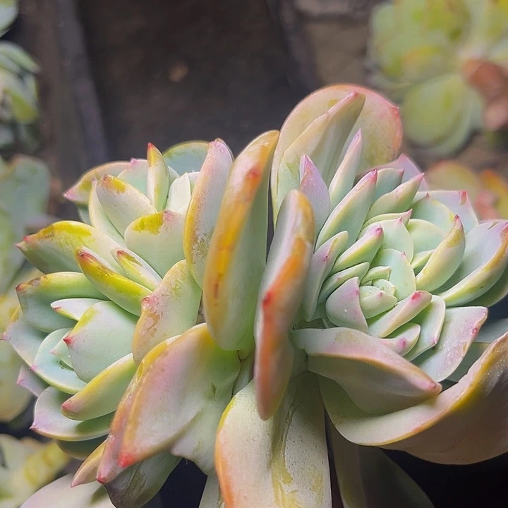 多肉植物白凤朵朵
