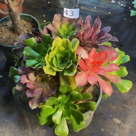 法师嫁接的时候就会有43