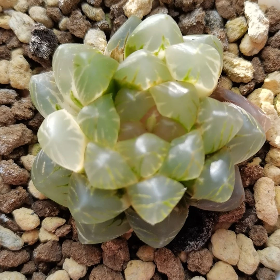 255号OM玉露锦一物一拍带盆土发货