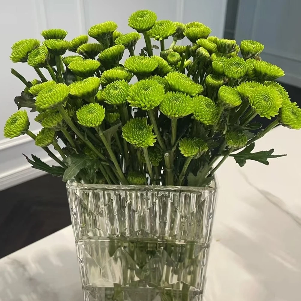 （绿深林小菊）基地直发雏菊鲜花适合家居表白花期长可水养插花