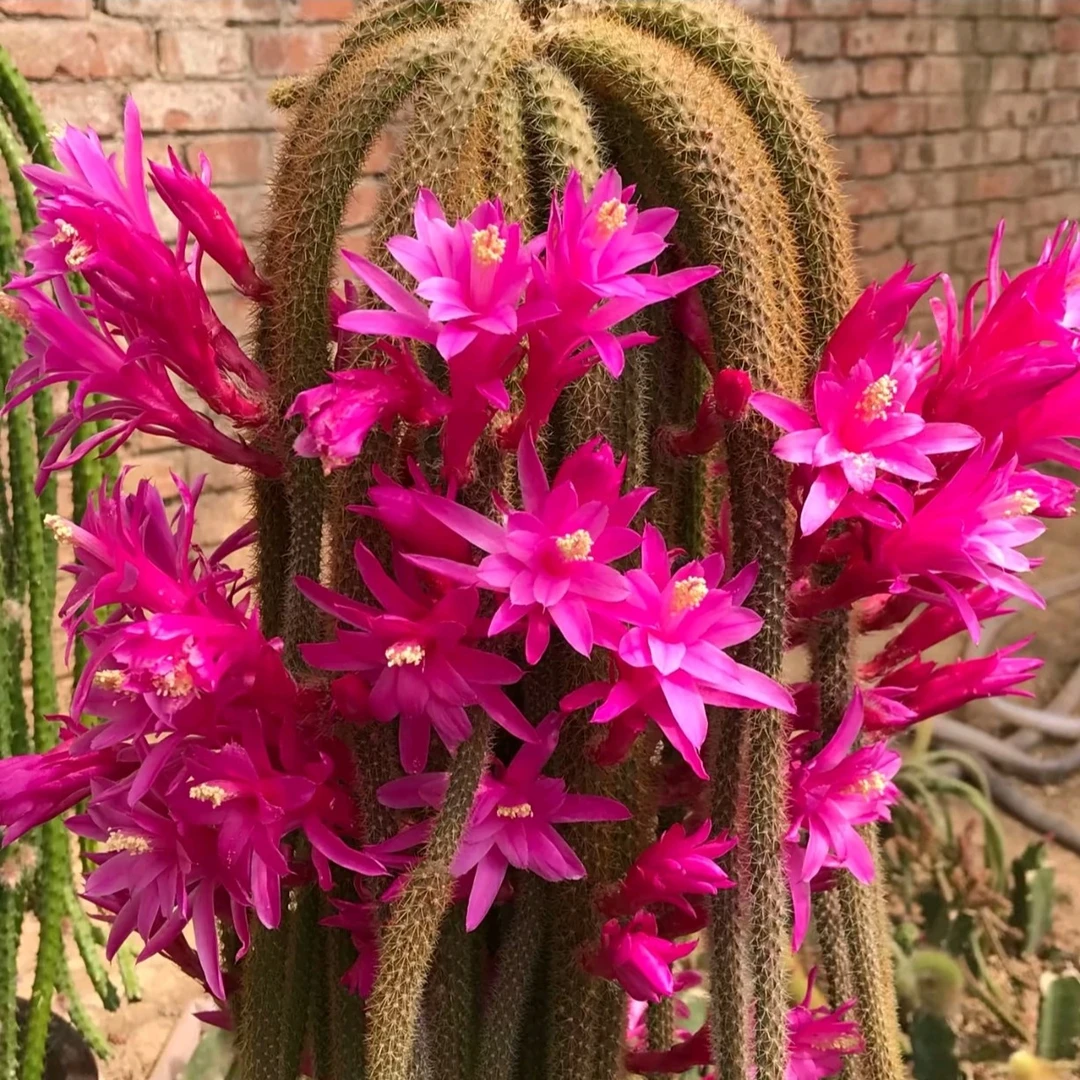 鼠尾掌嫁接新品仙人掌白檀仙人指扦插枝条室内阳台盆栽多肉植物