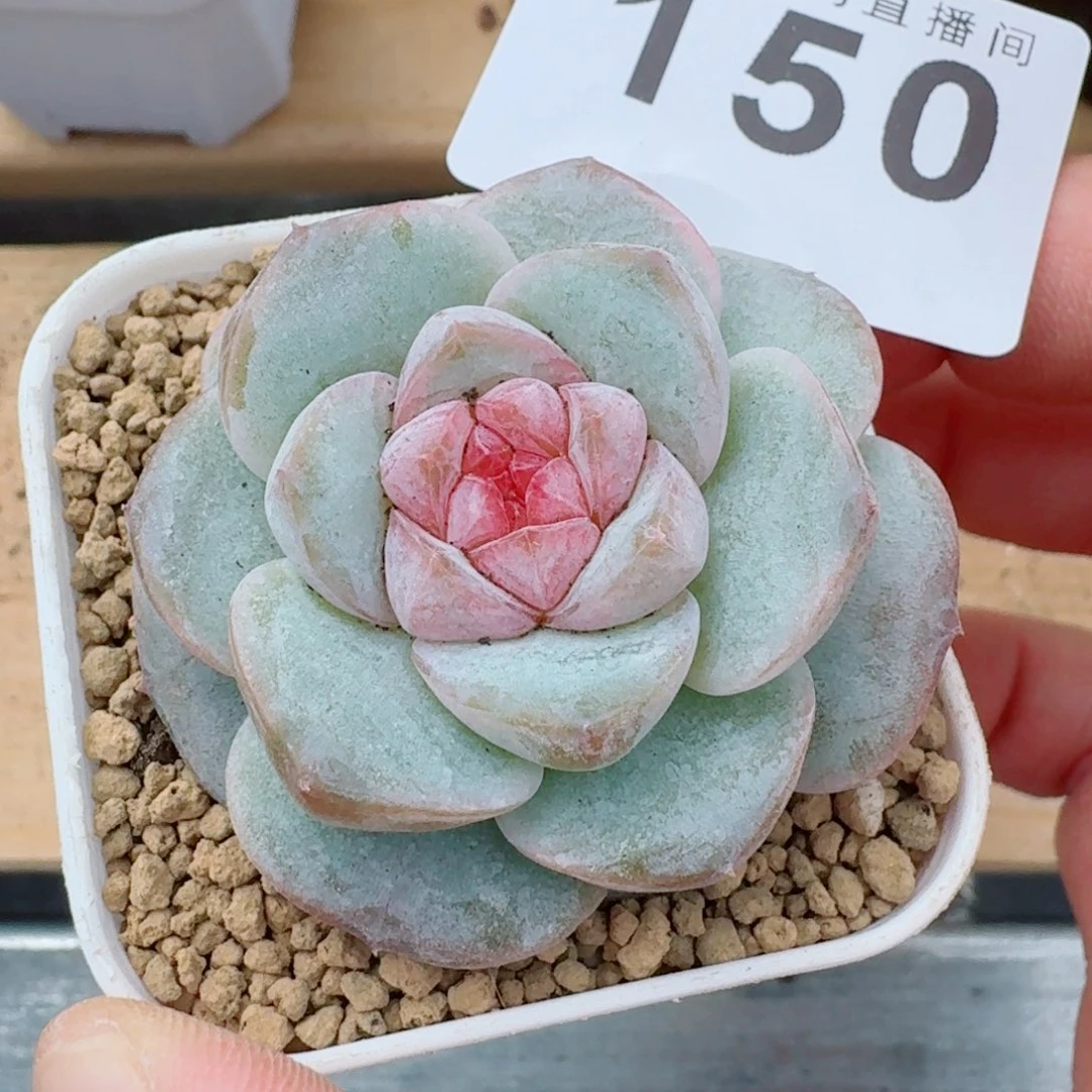 粉色华丽              精美多肉植物