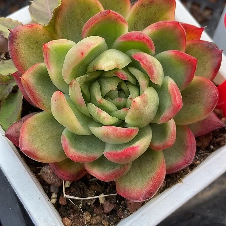 多肉植物东云锦1728多肉