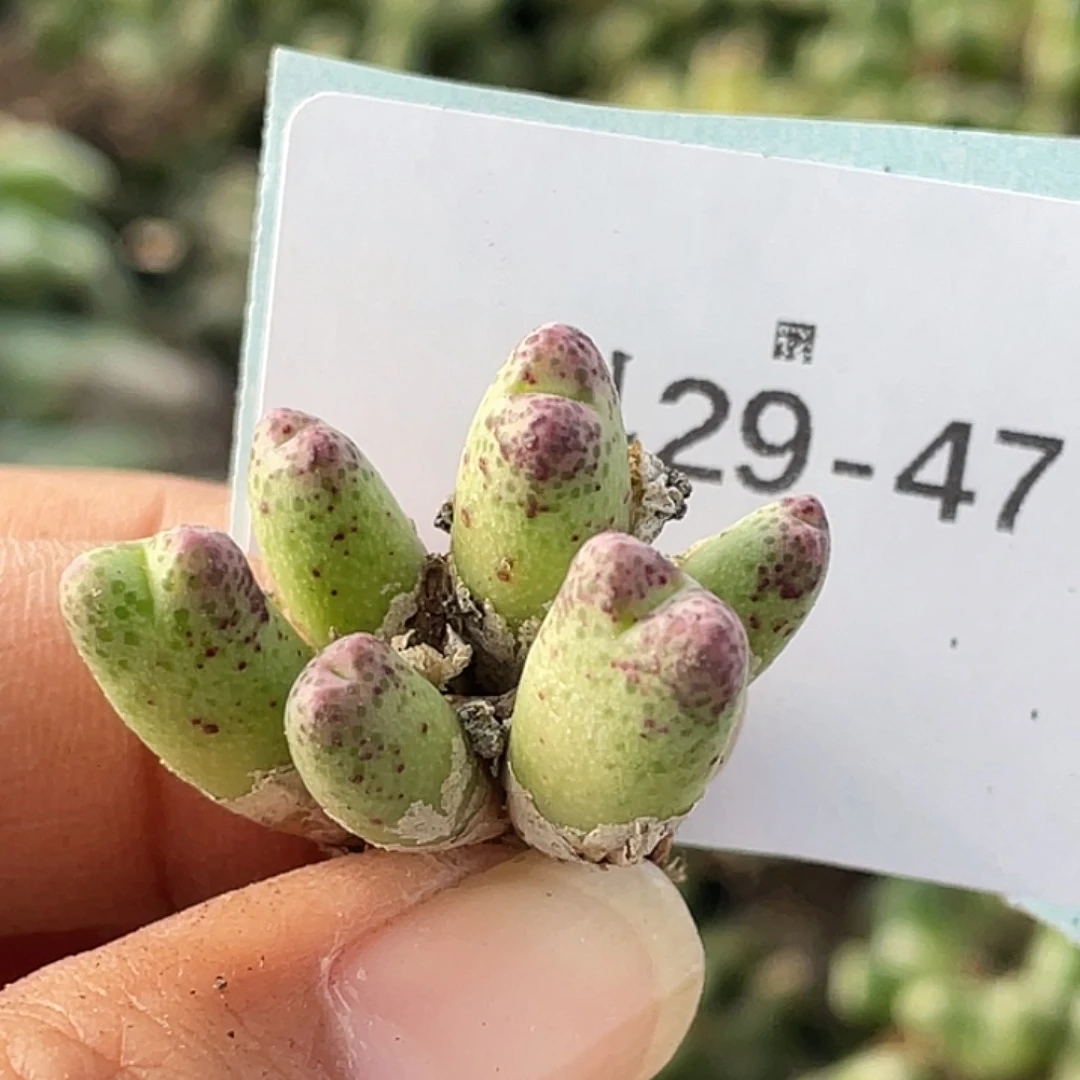 29-47草莓斑马肉锥