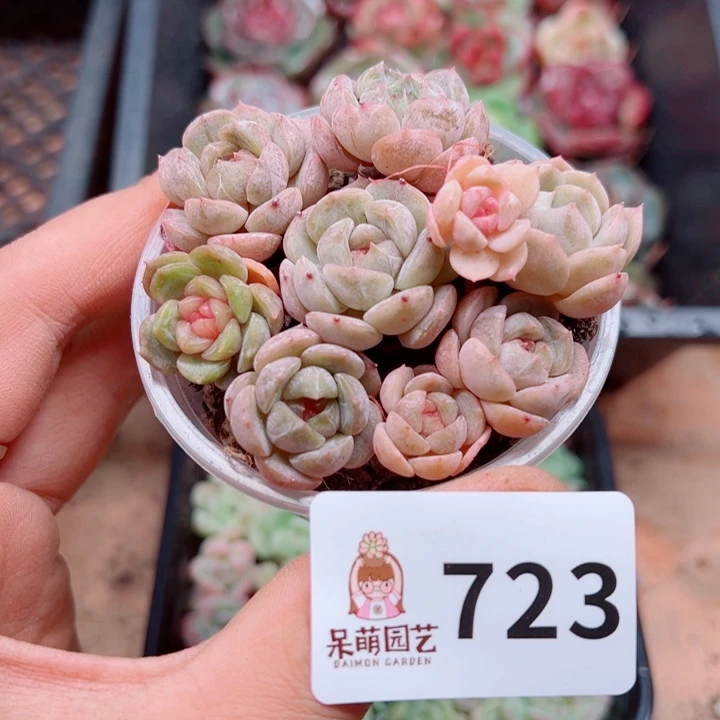 多肉植物多肉植物