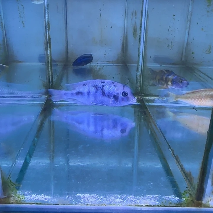 龍***】慈鲷鱼259号1111111