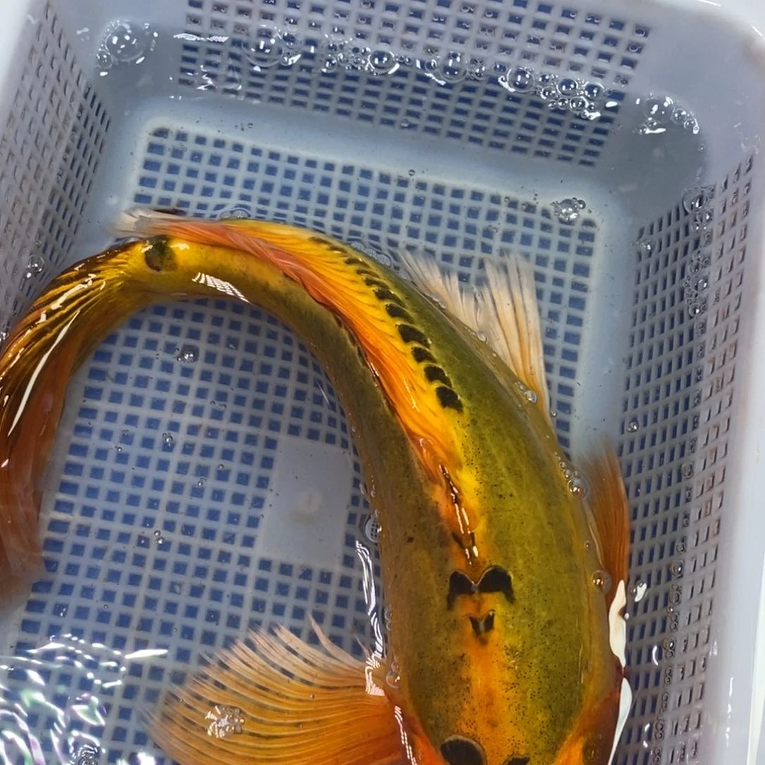 锦鲤冷水锦鲤包邮