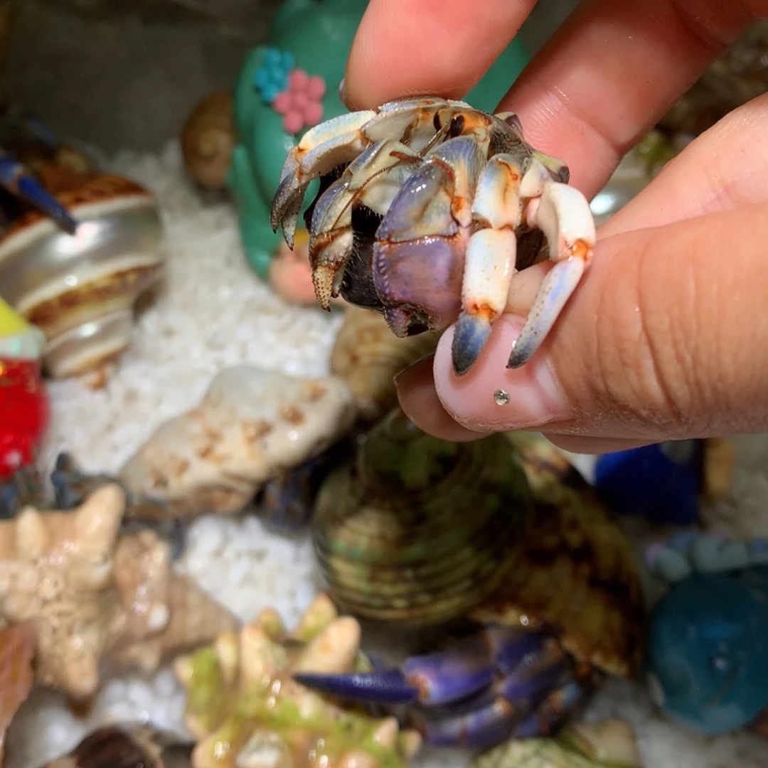 2.0 活体出售，不退不换18号