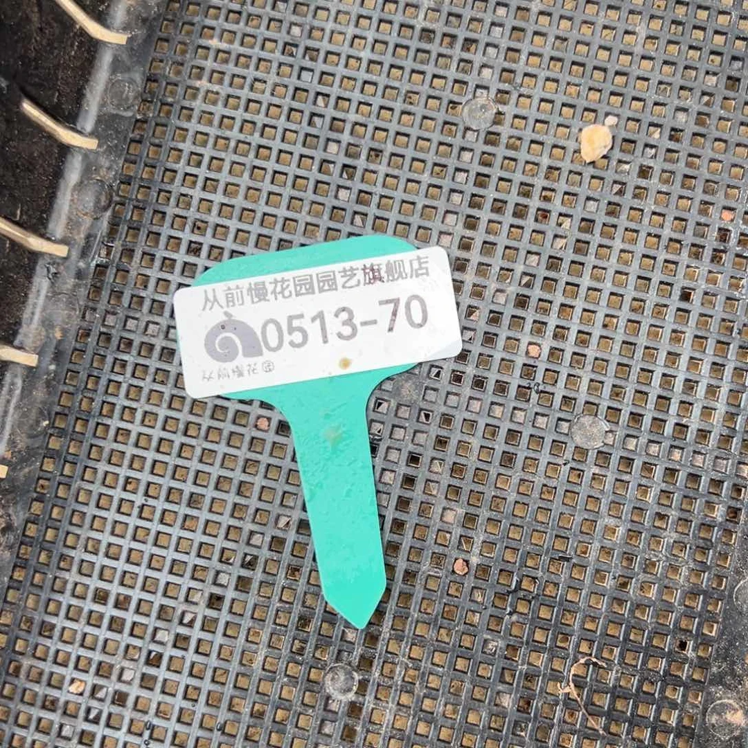 从前慢多肉精选编号0513..70