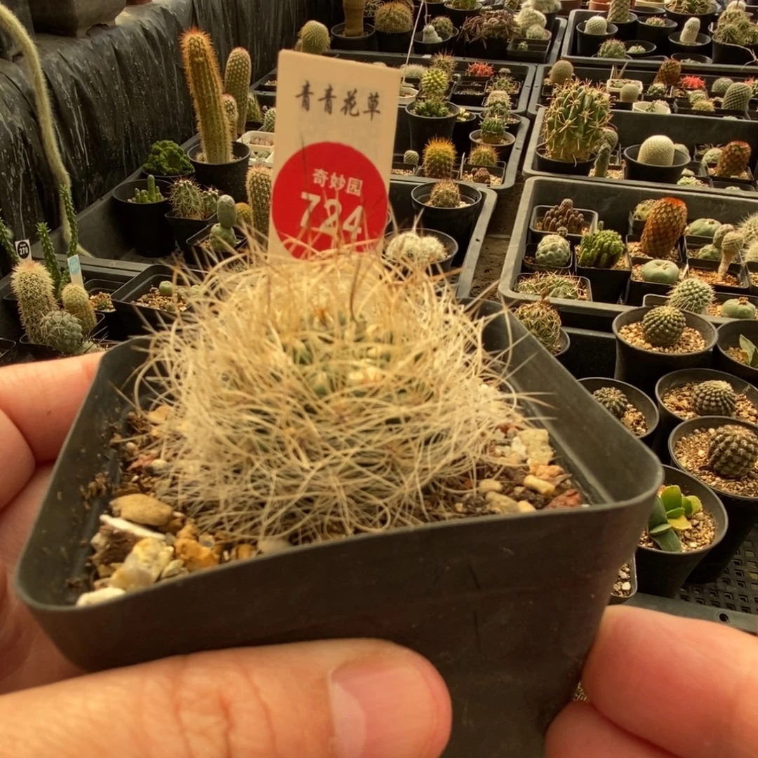 实生狂刺银翁玉一颗，