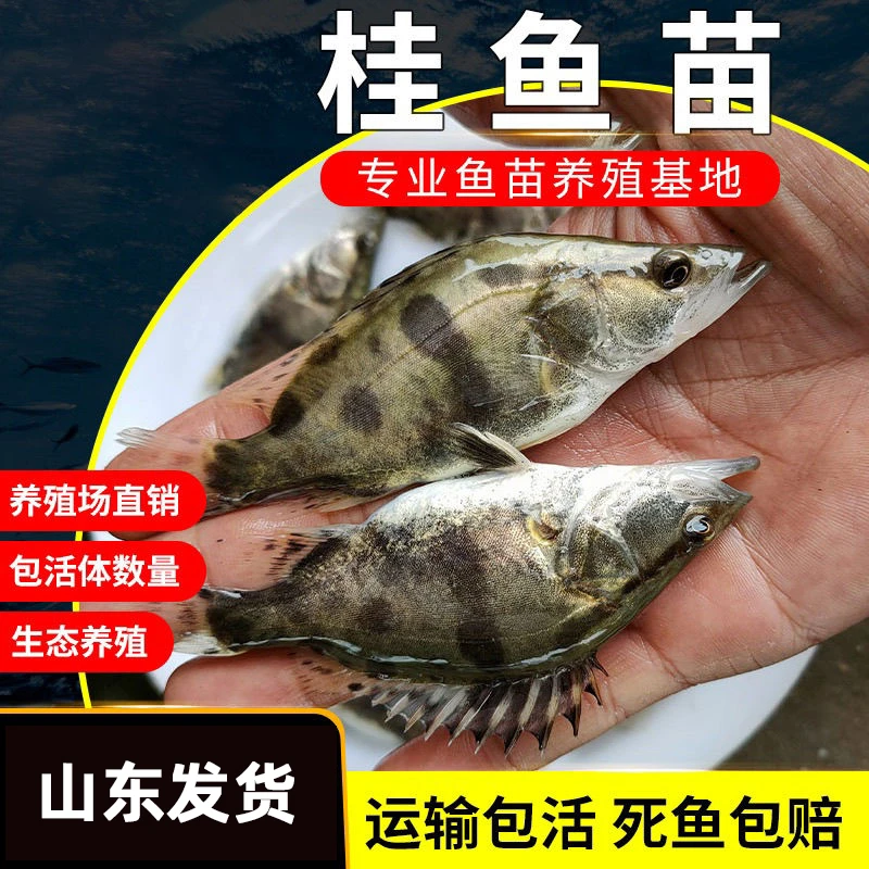 淡水养殖食用观赏桂鱼苗凶猛肉食活体桂花鱼苗鳜鱼冷水观赏鱼混养