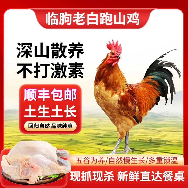 1年内高山生态散养跑山鸡溜达土鸡大红公鸡小笨鸡农家散养【顺丰】