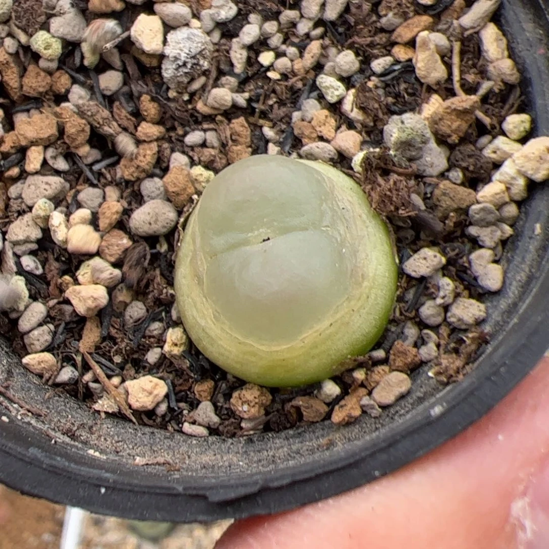 0314号拉登 多肉植物