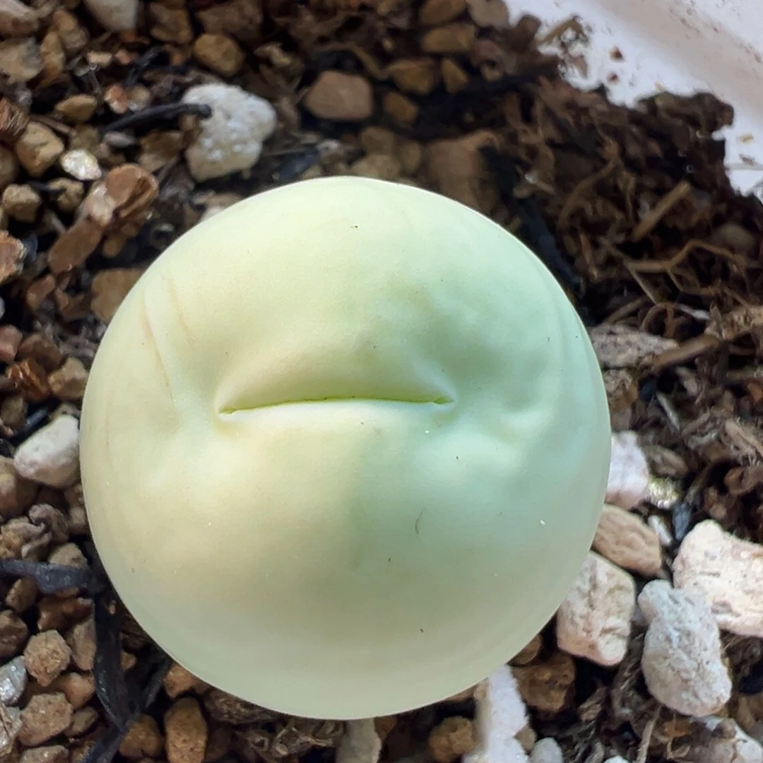 303多肉植物百科知识