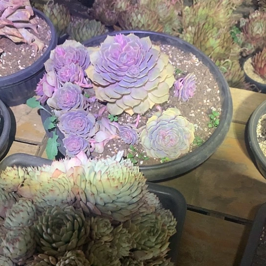 开**好每日特价活动开始啦