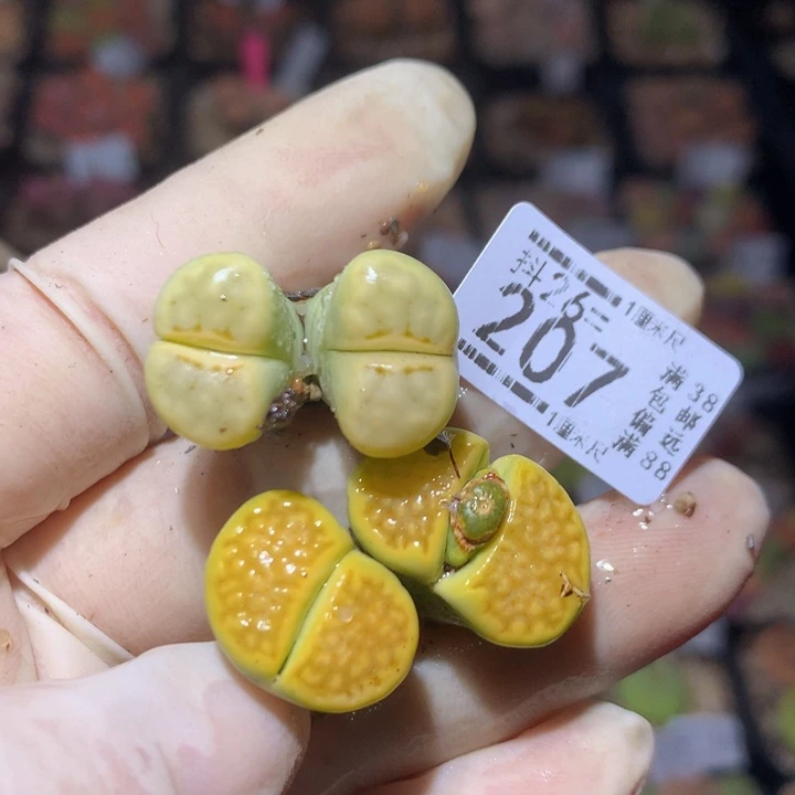 ?***?精品生石花26.207