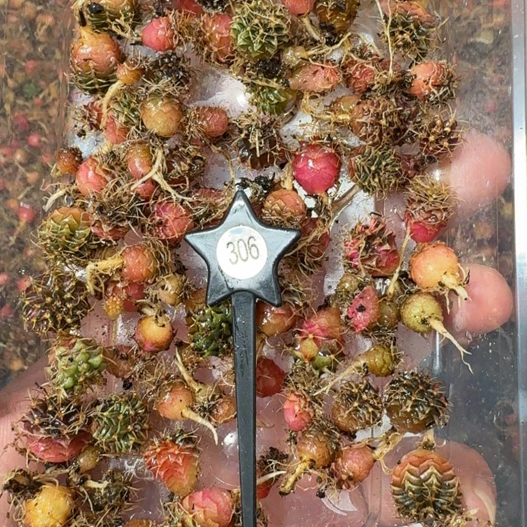 米哈实生自然锦练手球306