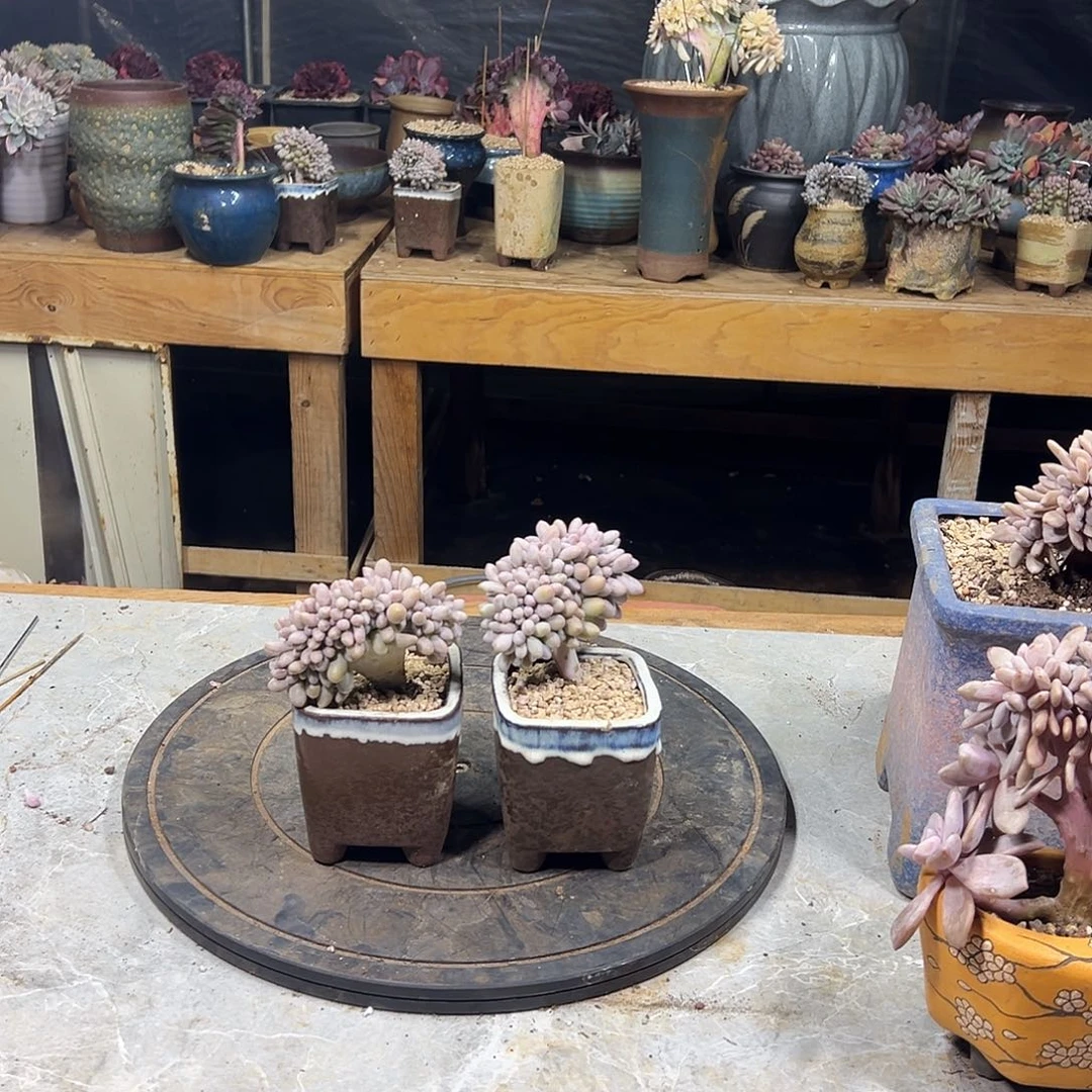 喜***肌多肉植物实物直播实物13