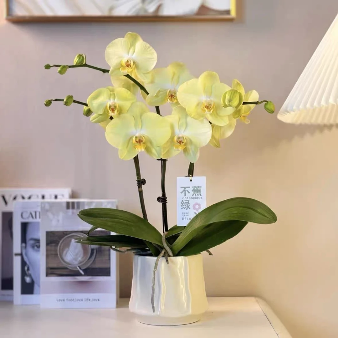 蝴蝶兰【九五至尊】带花苞盆栽兰花大苗客厅室内植物花卉四季好养活