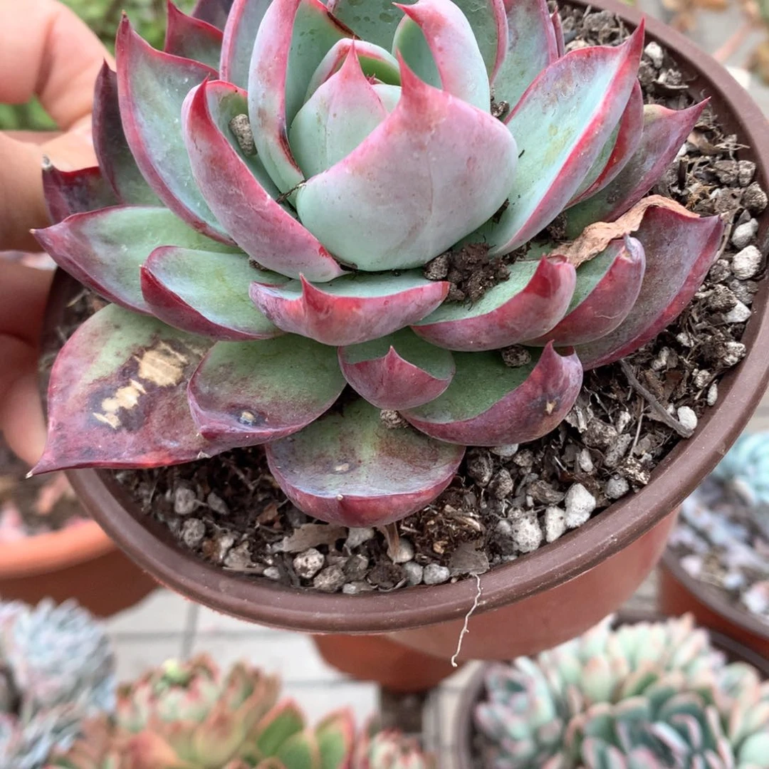 “****”惊鸿仙子多肉植物