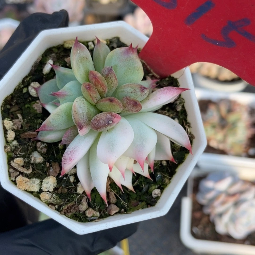 815吉娃娃锦多肉植物