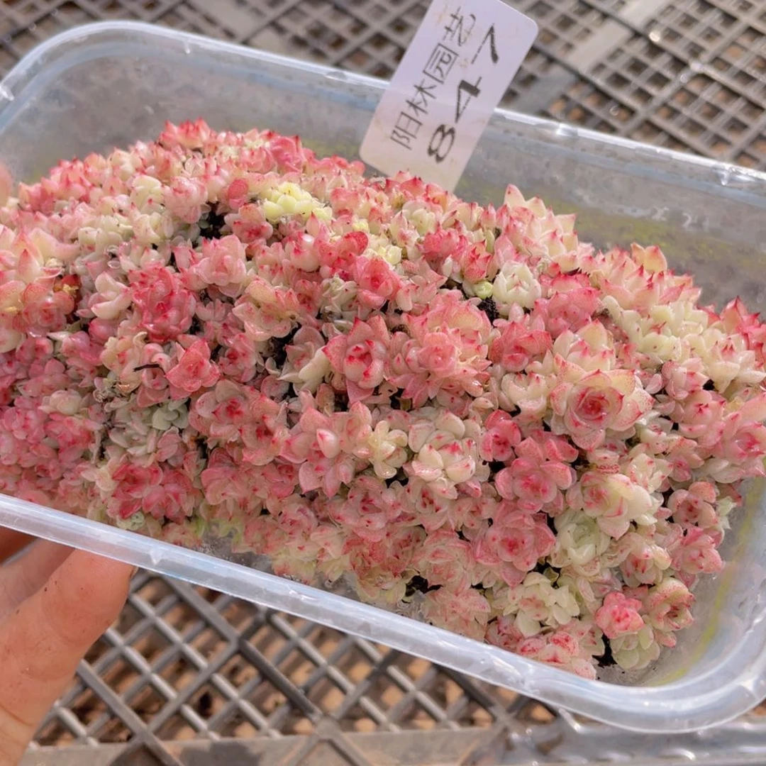 多肉植物多肉植物847