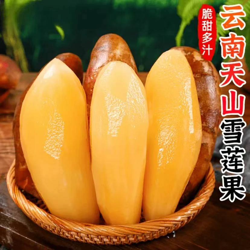 【雪莲果种子】新鲜雪莲果种籽天山雪莲果优质种孑